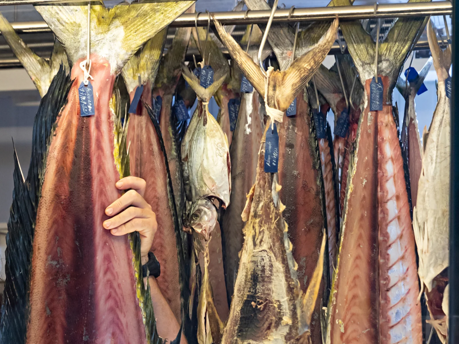 Peixes maturados pendurados na câmara de maturação do Ocyá — o método ensinado no curso.